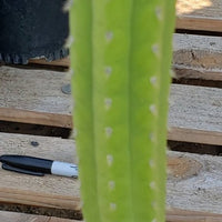 #EC64 EXACT Yungasocereus inquisivensis  Cactus 13-15” Plant