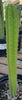 #EC64 EXACT Yungasocereus inquisivensis  Cactus 13-15” Plant