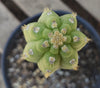 #EC64 EXACT Yungasocereus inquisivensis  Cactus 13-15” Plant