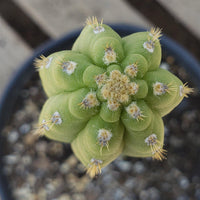 #EC64 EXACT Yungasocereus inquisivensis  Cactus 13-15” Plant