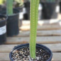 #EC64 EXACT Yungasocereus inquisivensis  Cactus 13-15” Plant