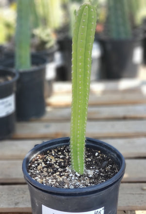 #EC64 EXACT Yungasocereus inquisivensis  Cactus 13-15” Plant