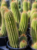 #EC65 EXACT Tricholobivia Hybrid "Pinkie" Cactus Plant Specimen 7"+ with Pups