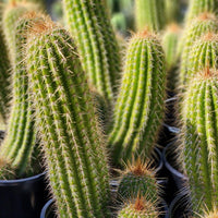 #EC65 EXACT Tricholobivia Hybrid "Pinkie" Cactus Plant Specimen 7"+ with Pups