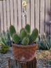 #EC65 EXACT Tricholobivia Hybrid "Pinkie" Cactus Plant Specimen 7"+ with Pups