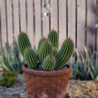 #EC65 EXACT Tricholobivia Hybrid "Pinkie" Cactus Plant Specimen 7"+ with Pups