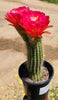 #EC65 EXACT Tricholobivia Hybrid "Pinkie" Cactus Plant Specimen 7"+ with Pups