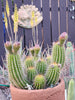 #EC65 EXACT Tricholobivia Hybrid "Pinkie" Cactus Plant Specimen 7"+ with Pups