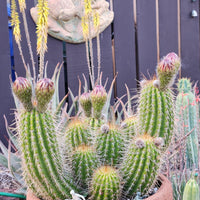 #EC65 EXACT Tricholobivia Hybrid "Pinkie" Cactus Plant Specimen 7"+ with Pups