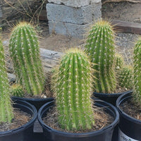 #EC65 EXACT Tricholobivia Hybrid "Pinkie" Cactus Plant Specimen 7"+ with Pups