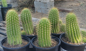 #EC65 EXACT Tricholobivia Hybrid "Pinkie" Cactus Plant Specimen 7"+ with Pups