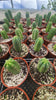 #EC67 EXACT Trichocereus Pachanoi "46"  Cactus Plant in 6" container