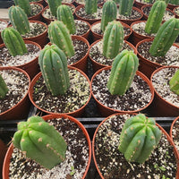 #EC67 EXACT Trichocereus Pachanoi "46"  Cactus Plant in 6" container