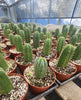 #EC67 EXACT Trichocereus Pachanoi "46"  Cactus Plant in 6" container