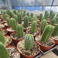 #EC67 EXACT Trichocereus Pachanoi "46"  Cactus Plant in 6" container