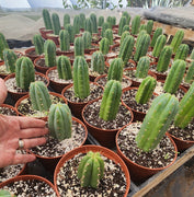 #EC67 EXACT Trichocereus Pachanoi "46"  Cactus Plant in 6" container