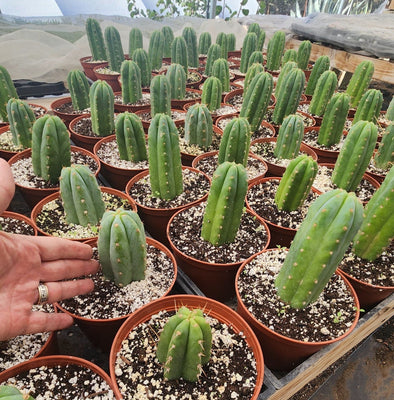 #EC67 EXACT Trichocereus Pachanoi 