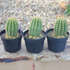 #EC68 Exact Trichocereus Sun Goddess Cactus Plant