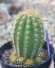 #EC68 Exact Trichocereus Sun Goddess Cactus Plant