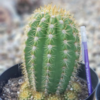 #EC68 Exact Trichocereus Sun Goddess Cactus Plant