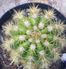 #EC68 Exact Trichocereus Sun Goddess Cactus Plant