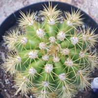 #EC68 Exact Trichocereus Sun Goddess Cactus Plant