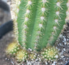 #EC68 Exact Trichocereus Sun Goddess Cactus Plant