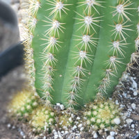 #EC68 Exact Trichocereus Sun Goddess Cactus Plant