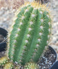 #EC68 Exact Trichocereus Sun Goddess Cactus Plant