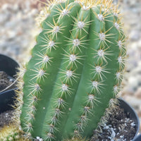 #EC68 Exact Trichocereus Sun Goddess Cactus Plant