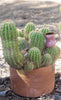 #EC68 Exact Trichocereus Sun Goddess Cactus Plant