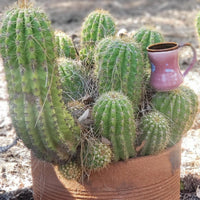 #EC68 Exact Trichocereus Sun Goddess Cactus Plant