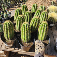 #EC68 Exact Trichocereus Sun Goddess Cactus Plant