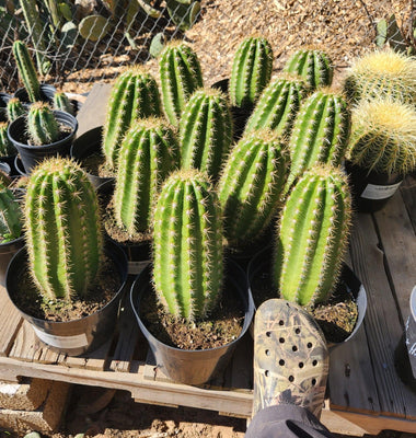 #EC68 Exact Trichocereus Sun Goddess Cactus Plant