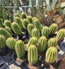 #EC68 Exact Trichocereus Sun Goddess Cactus Plant