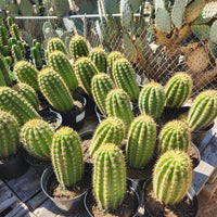 #EC68 Exact Trichocereus Sun Goddess Cactus Plant