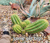 #EC68 Exact Trichocereus Sun Goddess Cactus Plant