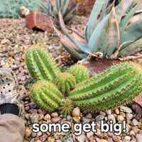 #EC68 Exact Trichocereus Sun Goddess Cactus Plant