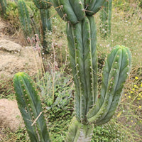 #EC69 EXACT Trichocereus Peruvianus Victoria Cactus Cutting 7-8"