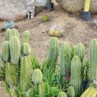 #EC69 EXACT Trichocereus Peruvianus Victoria Cactus Cutting 7-8"