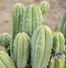 #EC69 EXACT Trichocereus Peruvianus Victoria Cactus Cutting 7-8"