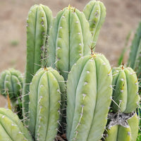 #EC69 EXACT Trichocereus Peruvianus Victoria Cactus Cutting 7-8"