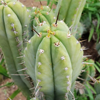 #EC69 EXACT Trichocereus Peruvianus Victoria Cactus Cutting 7-8"