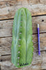 #EC69 EXACT Trichocereus Peruvianus Victoria Cactus Cutting 7-8"