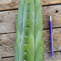 #EC69 EXACT Trichocereus Peruvianus Victoria Cactus Cutting 7-8"