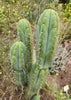 #EC69 EXACT Trichocereus Peruvianus Victoria Cactus Cutting 7-8"