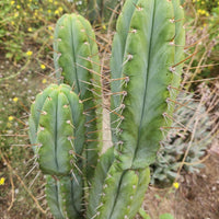 #EC69 EXACT Trichocereus Peruvianus Victoria Cactus Cutting 7-8"