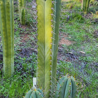 #EC69 EXACT Trichocereus Peruvianus Victoria Cactus Cutting 7-8"