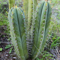 #EC69 EXACT Trichocereus Peruvianus Victoria Cactus Cutting 7-8"