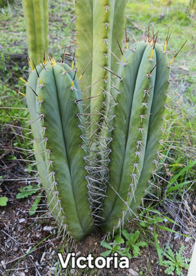 #EC69 EXACT Trichocereus Peruvianus Victoria Cactus Cutting 7-8